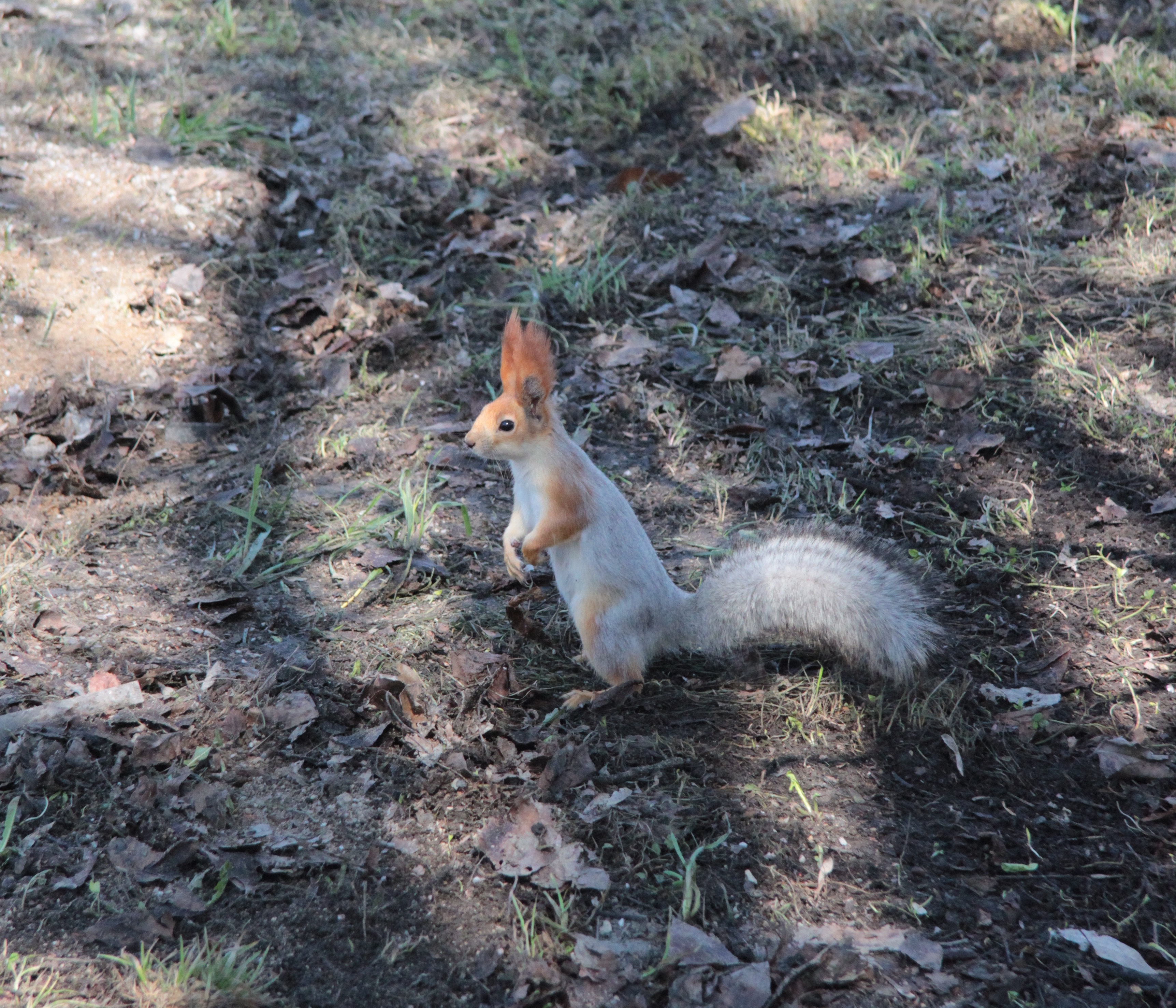 Субботник с хвостатой проверкой